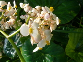 Begonia nelumbiifolia