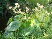 Begonia nelumbiifolia