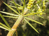 Acacia verticillata