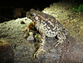 Crested Toad