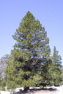 Washoe Pine