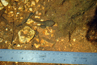 Rana draytonii