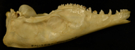 Isoodon obesulus