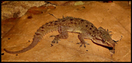 Hemidactylus brookii