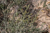 Ericameria parryi var. latior