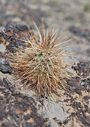 Echinocereus engelmannii