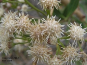 Baccharis salicifolia