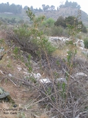 Baccharis salicifolia