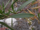 Baccharis salicifolia
