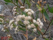 Baccharis salicifolia