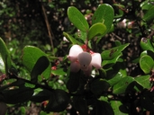 Arctostaphylos nummularia ssp. nummularia