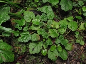 Oval-leaf Miterwort