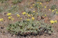 Modoc Sulphur-flower Buckwheat