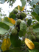 Guazuma ulmifolia