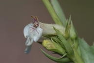Penstemon deustus var. suffrutescens