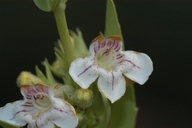 Penstemon deustus var. suffrutescens