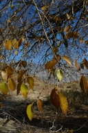 Populus trichocarpa