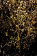 Euthamia occidentalis