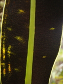 Elaphoglossum crassifolium