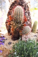 Nylon Hedgehog Cactus