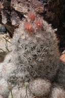 Guadalupe Mountain Foxtail Cactus
