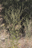 Benitoa occidentalis