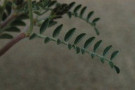 Astragalus lentiginosus var. kennedyi