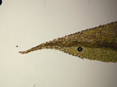 Philonotis yezoana