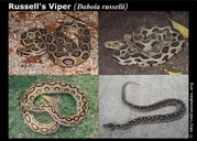 Here I am showing variation in colors and patches of Russell's Viper of various parts of India.<br /><strong>Location:</strong> Bardhman(West Bengal), Jabalpur(Madhya Pradesh), Vidarbh & Nasik(Maharashtra) (India)<br /><strong>Author:</strong> <a href="http://calphotos.berkeley.edu/cgi/photographer_query?where-name_full=Vivek+Sharma&one=T">Vivek Sharma</a>