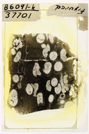 Paleophyllum mazourkensis
