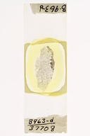 Lichenaria sisyphi