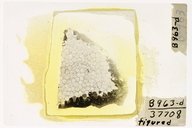 Lichenaria sisyphi