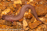 Kentucky Spring Salamander