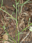 Eriastrum sapphirinum ssp. sapphirinum