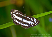 Common Sailer Butterfly