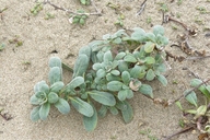 Camissoniopsis cheiranthifolia
