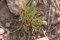 Penstemon laricifolius ssp. exilifolius