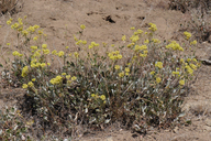 Sulphur-flowered Wild Buckwheat