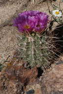 Smallflower Fishhook Cactus