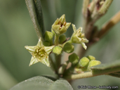 Frangula californica ssp. tomentella