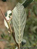 Frangula californica ssp. tomentella