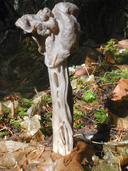 Helvella lacunosa