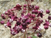 Asclepias cordifolia