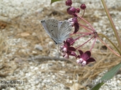 Asclepias cordifolia