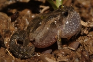 Crinia deserticola