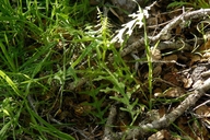 Pholistoma auritum