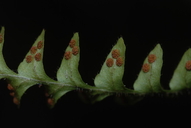 Adenophorus periens