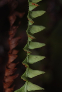 Adenophorus periens
