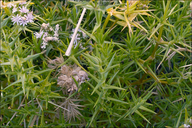 Drypis spinosa ssp. jacquiniana