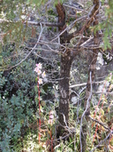 Begonia gracilis